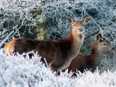 deer-1940364_1280.jpg